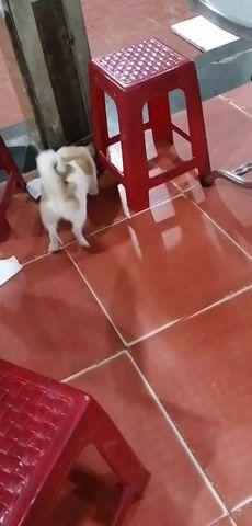 A small dog with white and tan fur is sniffing around the base of a red plastic stool. The dog then looks up at the camera. The floor is tiled with reddish-brown tiles.