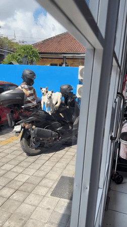 Black dog's vet visit in Kuta Selatan, from scooter to clinic