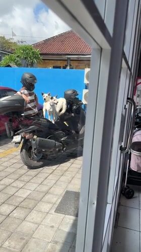 Black dog's vet visit in Kuta Selatan, from scooter to clinic