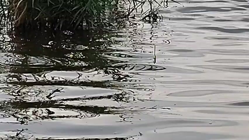 The video shows a close-up view of the edge of a body of water. Tall green grass and reeds grow along the bank, casting reflections on the water's surface. The water is disturbed by gentle ripples, creating a shimmering effect. In the middle of the frame, a thin, yellow and green fishing bobber stands upright, bobbing slightly on the water. The water appears murky near the bank, with darker shadows and patches of debris. The overall scene suggests a calm, natural environment, likely a lake, pond, or slow-moving river.