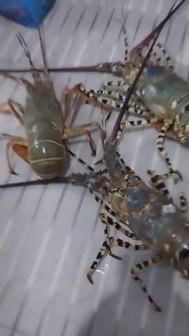 The video shows three live lobsters on a white surface with a striped pattern. The lobsters are light brown to greenish in color with black and white striped legs. A person’s hand picks up one of the lobsters, showing its full length, and puts it back down. There is a blue plastic bag, a knife and a green bucket visible in the background. The person says “Oke ya, lobster ya.”, which translates to “Okay, lobster, yeah.”, indicating that they are showing the lobsters.