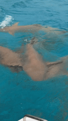 Tourists encounter nurse sharks during early morning boat trip