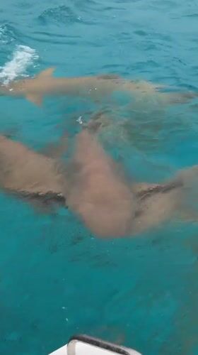 Tourists encounter nurse sharks during early morning boat trip