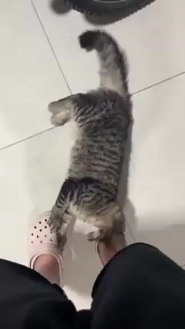 The video shows a gray tabby cat lying on a white tiled floor and chewing on a person's pink Croc shoe. The person is wearing black pants. The cat is lying on its back with its paws and tail in the air.