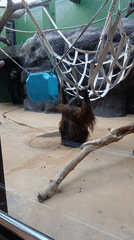 Family visits Izhevsk Zoo, documents animal encounters and exhibits