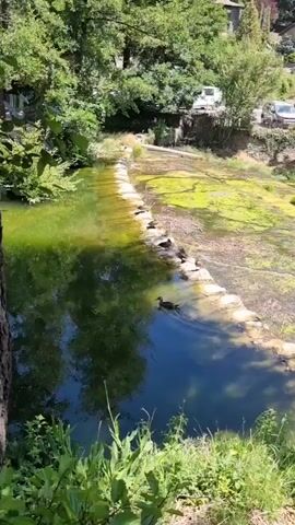 A natural waterway flows through a lush green environment. A stone barrier divides the water, with ducks resting on the stones and swimming in the water. The water is clear and reflects the surrounding trees. In the background, there are cars and buildings, suggesting a semi-rural or park-like setting.