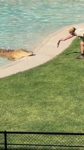 A person in khaki attire and a hat kneels on a grassy area beside a pool of blue water. The person is holding a dark object, possibly food, out towards a crocodile partially submerged in the water. The crocodile is facing the person. The scene appears to be an outdoor enclosure, possibly a zoo or wildlife park, with a fence in the foreground.