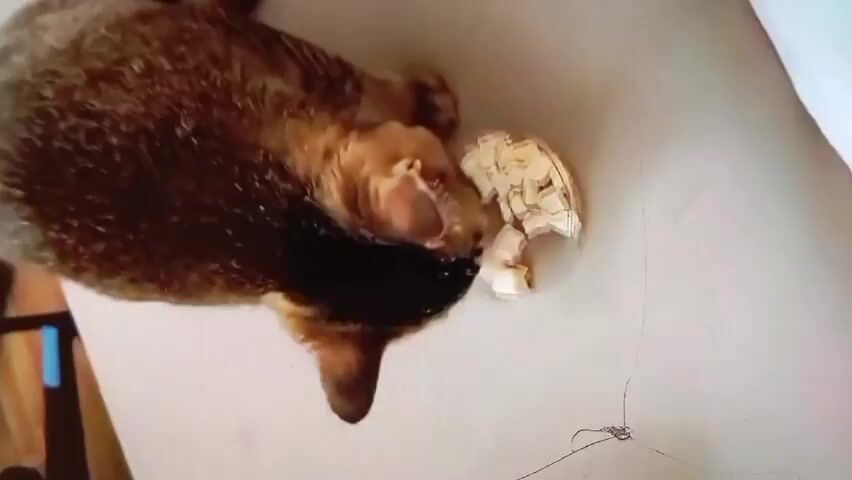 A cat is attempting to lick a pile of cat food while wearing a cone collar. Another cat lies beside the cone collar. The cats are on a beige couch. The cat in the cone collar is brown tabby, and the other cat is brown-spotted.