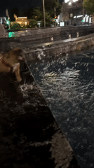 French Bulldog plays at a Krasnodar fountain after dark