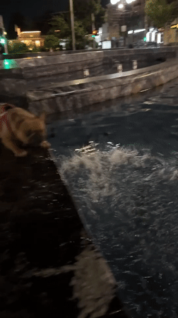 French Bulldog plays at a Krasnodar fountain after dark
