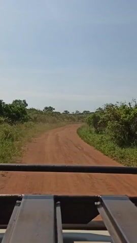 The view from the back of a vehicle moving down a dirt road in a sunny, rural setting. The road is reddish-brown and lined with green vegetation, including trees and grasses. The sky is mostly clear with a slight haze. The frame of the vehicle occupies the bottom portion of the video, offering a unique perspective of the drive. Dust kicks up slightly from the road as the vehicle progresses.