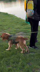 Dog walk and birdwatching at Krasnodar lakeside park