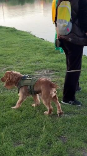 Dog walk and birdwatching at Krasnodar lakeside park