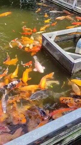 The video shows a densely populated pond filled with a multitude of koi fish of various colors including orange, yellow, white, and black. They are swimming actively near the surface. An artificial structure, possibly a filtration device, sits in the center of the pond with a PVC pipe protruding from it.  The pond is bordered by a metallic railing.  The water is murky, making the bottom of the pond not visible.