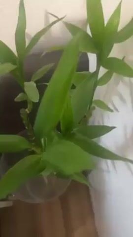A close-up shot shows a lucky bamboo plant in a clear glass vase. The plant has several green stalks with vibrant green leaves. Some of the stalks are straight, while others are coiled. The plant sits on a wooden surface and is positioned near a white wall. Voices are audible in the background.