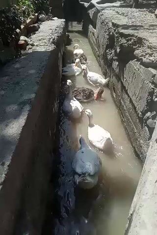 A group of ducks are swimming in a narrow, concrete trench filled with muddy water. The trench walls are rough and appear to be made of stone or concrete. Sunlight illuminates the scene, creating shadows on the water and the ducks. Some ducks are white, while others are brown and white. They are moving in the same direction, appearing to be following one another. The environment seems to be outdoors, possibly in a rural or agricultural setting.