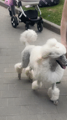 Casual afternoon scenes with pets and wildlife in Khimki