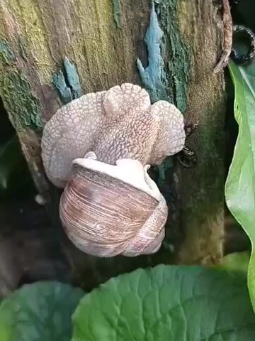 A large snail with a light brown, spiraled shell and a textured, light grey body is positioned vertically on a piece of wood or tree bark. The wood has patches of peeling blue-green paint or lichen. The snail's body extends from its shell, with its head and tentacles facing upwards. Green leaves are visible in the bottom left and right of the frame. The snail is stationary and no significant movement is observed in the short video.