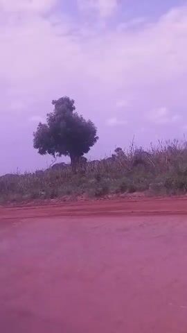 A video begins with a shot of a lone tree on a grassy mound under a purple sky. A person walks from left to right across the frame. Then, the view shifts, showing a red dirt road and a treeline with some plants and trees. A person walks from right to left across the frame. The video ends showing the red dirt road and the treeline.
