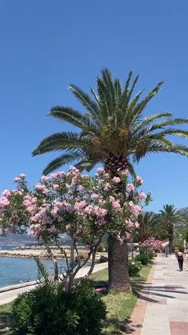 The video opens with a view of a clear blue sky. In the foreground, a palm tree stands tall, its fronds reaching towards the sky. To the left of the palm tree, a smaller tree with vibrant pink blossoms is in full bloom. Beneath these trees, lush green bushes grow. Beyond the bushes, a body of water, likely the sea, is visible with gentle waves lapping against a paved shoreline. A few structures or buildings can be seen in the distance across the water. To the right of the palm tree, a paved walkway stretches into the distance, lined with grass and more trees, including another palm tree and some flowering bushes. Sunlight casts shadows on the walkway, indicating it is a bright, sunny day. A person is seen walking on the walkway in the background, wearing dark shorts. Another person, wearing a dark bikini, is visible by the water's edge in the distance. The overall scene depicts a picturesque coastal environment on a sunny day.