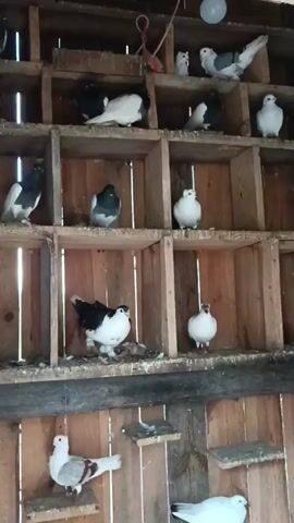 The video shows a pigeon coop with several wooden compartments, each holding one or more pigeons. The pigeons are of various colors, including white, black, gray, and a mix of black and white. Some pigeons are perched, while others are standing or moving within their compartments. In one compartment, two pigeons are visible, one black and white and the other white. In another, a black and white pigeon is standing. The coop appears to be made of rough-hewn wood, with some compartments empty. The lighting is dim, suggesting it might be indoors or at dusk. There is a white light bulb hanging from the ceiling at the top center of the frame. The video is shot from a low angle, looking up at the pigeon coop.