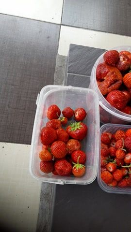 Three clear plastic containers are filled with fresh strawberries, placed on a tiled surface. The container on the left is round and larger than the other two rectangular containers, which are stacked in the foreground and background respectively. The strawberries vary in size and ripeness, with some appearing bright red and others a deeper crimson. The lighting suggests it is daytime, with natural light illuminating the scene. The tiled surface appears to be outdoors, possibly a patio or walkway, with the distinct pattern of light and dark gray and white tiles. The scene conveys a sense of abundance and freshness, likely related to harvesting or preparing the strawberries for consumption or preservation. No people are visible in the frame, and there is no visible text. The location of Bagayevskaya, Russia, suggests this is a rural or agricultural setting where strawberries are likely grown.