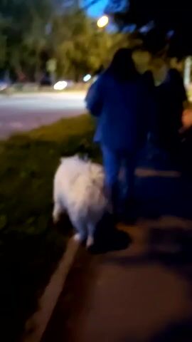 The video shows a blurry, dark outdoor scene at dusk or night. A person wearing a blue jacket and jeans walks on a sidewalk, holding a leash attached to a fluffy white dog walking beside them. Another person, also dark-clothed, is visible behind the first person. Trees and streetlights are present in the background, with some lights from buildings or cars visible on the left. The camera is moving, following the individuals and the dog.