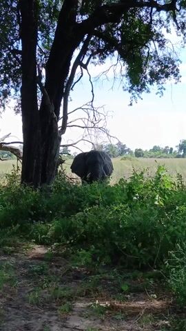 A stationary shot shows an elephant in the background, partially obscured by tall grass and green bushes. A large, dark tree with dense foliage frames the left side of the scene, casting a shadow over the foreground. The sky is visible in patches between the tree branches, appearing light blue with a few clouds. The ground in the foreground is covered in dirt and sparse vegetation, suggesting a natural or wild setting. The elephant is gray and appears to be grazing in the tall grass.