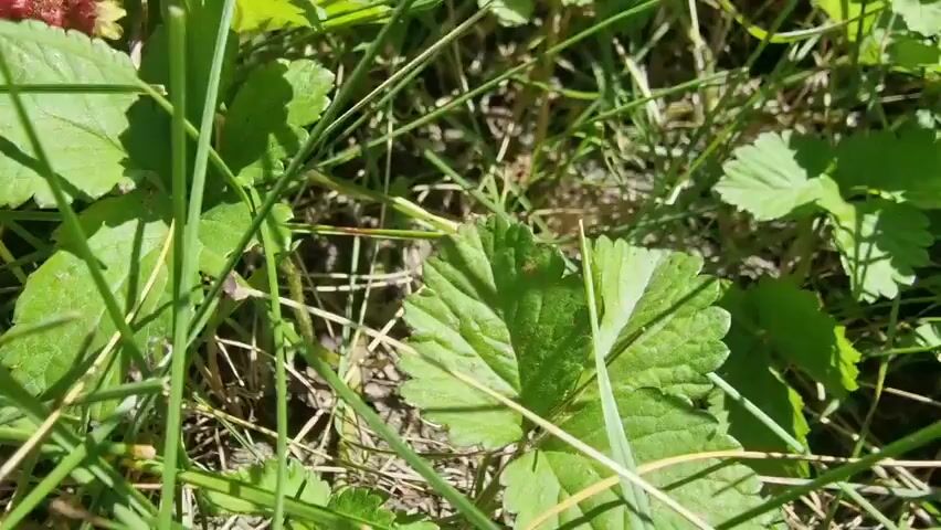 The video shows a close-up view of wild strawberries growing among green grass and leaves. The strawberries are small, red, and appear to be ripe. The camera pans slowly across the ground, showcasing several of the fruits scattered throughout the foliage. Sunlight filters through the leaves, creating dappled shadows. The overall impression is of a natural, overgrown environment where the strawberries are thriving.