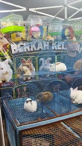 A vertical, eye-level shot captures a densely packed display of small animals, predominantly rabbits, housed in stacked wire cages. The scene appears to be an outdoor market or pet shop with a dark tarp overhead, creating a shaded environment. A large graphic on the left side of the frame features images of rabbits and text in a foreign language, possibly advertising the animals for sale.

The cages are filled with rabbits of various breeds and colors, including fluffy white Angoras, brown and grey varieties, and some with distinctive markings. The rabbits are mostly stationary, resting or observing their surroundings within their confined spaces. Some cages contain multiple animals, while others hold only one. In the upper portion of the frame, smaller cages hold what appear to be birds, possibly parrots or parakeets, with bright green and yellow plumage.

The cages themselves are constructed of wire mesh and metal frames. Some have blue frames, while others are silver. The lower cages are set on wooden platforms. The lighting is dim, with some bright spots where light penetrates the tarp. The overall impression is one of a busy, commercial environment focused on the sale of small pets. The camera is static, and the video shows no discernable action or interaction between people and animals, nor among the animals themselves, beyond their presence in the cages.