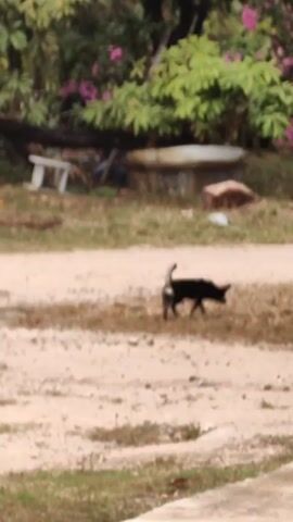 A small, short-haired, black dog with a curled tail is walking slowly on a dirt and grassy area, sniffing the ground as it moves. Behind the dog, there's a collection of greenery, including trees and flowering bushes. The background is slightly blurred, suggesting the camera is focused on the dog. A stone and concrete structure is visible amidst the greenery, and a white stool is situated nearby. The ground is a mix of dirt, grass, and small debris. The overall scene appears to be outdoors, possibly in a park or garden setting.