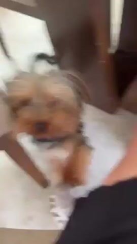 A small dog with brown and tan fur, possibly a Yorkshire terrier, sits between a person's legs. The person is wearing black shorts. The dog looks up and around, appearing curious. The setting seems to be indoors, with tile flooring and furniture legs visible in the background.