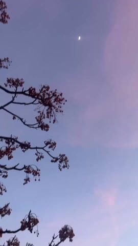 The camera pans upward, starting from a low angle, showing a tree branch with small, reddish-brown berries in the lower left corner of the frame. The background is a twilight sky, transitioning from a light blue at the bottom to a darker, purplish-blue towards the top. There are wisps of pinkish-purple clouds in the upper right portion of the sky. A crescent moon is visible in the upper center of the frame.