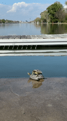 Kayakers and sunbathing turtles share peaceful afternoon at Plovdiv canal