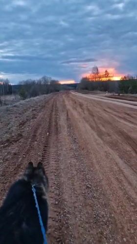 Dog walker enjoys dramatic sunset in rural Otchor, Russia