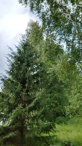 This media file presents a visual exploration of a natural scene, focusing on the interplay of trees and foliage. The primary subjects are a tall, dark green conifer tree, likely a spruce, positioned prominently in the foreground, and several birch trees with their distinctive white, peeling bark. The birch trees are to the right of the conifer, and their branches, laden with light green leaves, reach towards the sky.

The setting is a verdant outdoor environment. The ground beneath the trees appears to be covered in green grass and possibly other low-lying vegetation, suggesting a meadow or a clearing within a wooded area. The overall impression is one of lush greenery and abundant plant life.

The activity taking place is essentially static, capturing a moment in time within nature. There's no discernible human presence or active event. The focus is on the natural beauty of the trees and their environment.

Notable details include the time of day, which appears to be daytime, possibly late morning or early afternoon, given the brightness of the light filtering through the leaves and the overcast sky. The weather seems to be partly cloudy, with patches of brighter sky visible between the clouds. The location context provided, "Квант-88 Снт, Russia," places this scene within a specific geographical area in Russia, likely a dacha settlement (Снт stands for садоводческое некоммерческое товарищество, which translates to gardening non-profit partnership). The emotions evoked are likely those of peace, tranquility, and appreciation for the natural world.

There is no visible text in the media file.