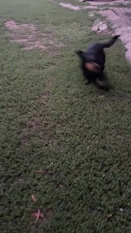 A black dog runs across a grassy field. The dog is carrying an object in its mouth. The video is shaky and out of focus, suggesting it was filmed while moving. The lighting is dim, indicating it may be dusk or dawn.