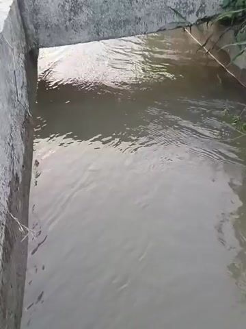 The video shows a concrete irrigation channel filled with flowing water. The channel is lined with vegetation on one side and what appears to be a field on the other. There are concrete dividers or bridges over the channel at intervals, creating smaller sections of water flow. The water is murky brown and appears to be moving downstream. The scene is an outdoor environment, likely in a rural area, focused on agricultural infrastructure.