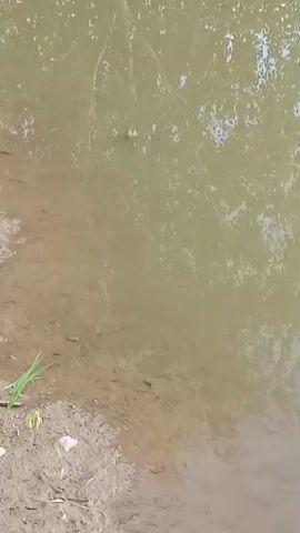 The video shows a body of murky water with a muddy bank. There are ripples on the surface of the water, indicating some movement or disturbance. In the upper right portion of the frame, a small, light-colored object is visible in the water, possibly a frog or a small turtle. The rest of the scene is a close-up of the water and its reflections.