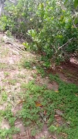 The video shows an outdoor scene. In the first few seconds, the camera pans across a dusty ground covered with sparse green grass and fallen leaves, with a dense patch of green foliage and trees in the background. Then, the camera shifts to focus on a rough, textured concrete wall topped with barbed wire. After that, the camera moves again, capturing more of the dense green foliage and trees. The scene appears to be a natural outdoor environment with signs of man-made structures.