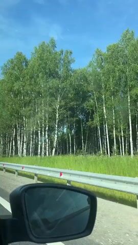 The video shows a view from inside a car traveling on a highway. The trees, primarily birches with white bark and green foliage, line the right side of the road. A white guardrail with red reflectors separates the road from the trees. The sky is blue with some clouds. The car's side mirror is visible in the foreground, reflecting the passing scenery. The camera pans slightly as the car moves forward.