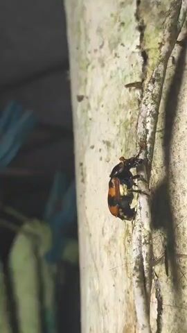 The video shows a black and orange insect crawling on a rough, light-colored surface, likely a tree trunk or a post. The insect has prominent antennae and appears to have six legs. In the background, out of focus, are some green and blue objects, possibly clothing on a clothesline. The lighting suggests it is daytime, though the background is somewhat dim. There are no people visible in the video.