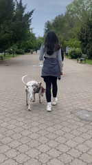 Woman walks Dalmatian in Subotica park