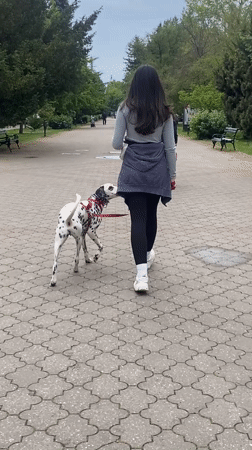 Woman walks Dalmatian in Subotica park