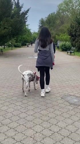 Woman walks Dalmatian in Subotica park
