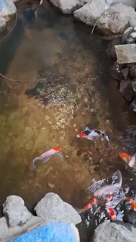 This video shows a koi pond with several fish swimming. The pond is surrounded by rocks and has some plants in the water. The fish are various colors including orange, white, black, and a combination of these colors. Some of the fish are swimming near the surface, while others are deeper in the water. There is a slight ripple on the surface of the water, suggesting some movement or a filter.