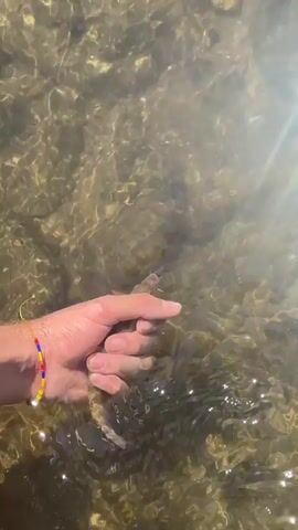 A person's hand, adorned with a colorful beaded bracelet, is submerged in shallow, clear water with a rocky bottom. The sunlight reflects off the water's surface, creating bright sparkles. The hand gently scoops up a small, mottled fish, which is visible in the palm for a moment before it swims away.