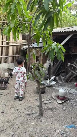 A child in pajamas stands in a dirt yard with a stick. Chickens are scattered around the yard. The child is facing away from the camera, looking towards the chickens. There are trees and a bamboo fence in the background.