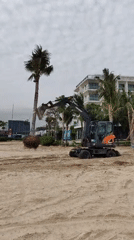 Beach palm tree transplanting operation underway in Vietnam