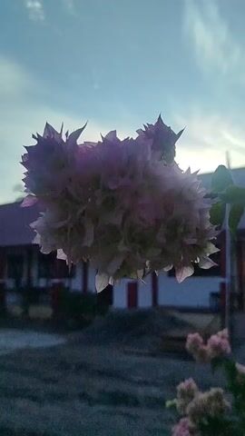 The video is a close-up shot of a cluster of pink and white flowers with a building in the background. The sky is blue with some wispy clouds. The building appears to be a school or a similar institution, with a red roof and white walls. A flagpole with a flag is visible in front of the building. The foreground is out of focus, with more flowers and foliage. The lighting suggests it is either early morning or late afternoon.
